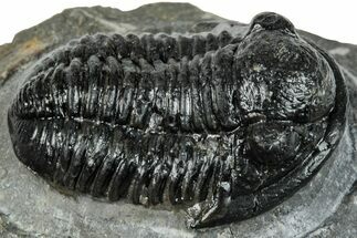 Detailed Gerastos Trilobite Fossil - Morocco #277637