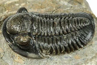 Detailed Gerastos Trilobite Fossil - Morocco #277638