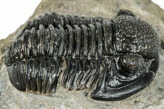Detailed Gerastos Trilobite Fossil - Morocco #277639