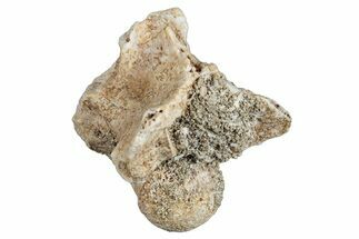 Fossil Sea Snake (Palaeophis) Vertebra - Morocco #277549