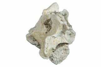 Fossil Sea Snake (Palaeophis) Vertebra - Morocco #277561