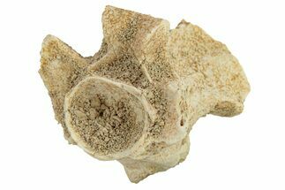 Fossil Sea Snake (Palaeophis) Vertebra - Morocco #277579