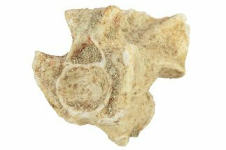 Fossil Sea Snake (Palaeophis) Vertebra - Morocco #277586