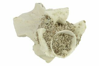 Fossil Sea Snake (Palaeophis) Vertebra - Morocco #277589