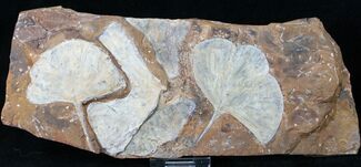 Spectacular Fossil Ginkgo Leaf Plate - North Dakota #15818