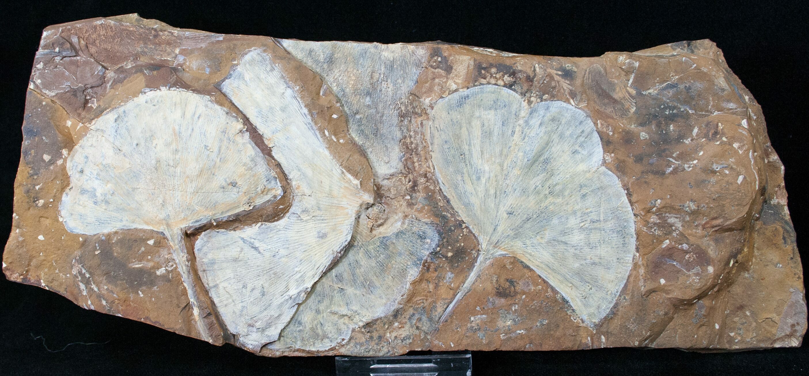 Spectacular Fossil Ginkgo Leaf Plate - North Dakota (Item #15818), Plant Fo...