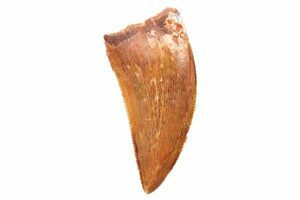 Carnotaurus tooth 2024 for sale