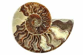 Agatized Ammonite Fossil (Half) - Crystal Chambers #111498