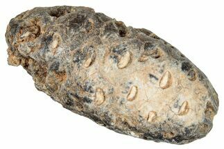 Fossil Seed Cone (Or Aggregate Fruit) - Morocco #277767