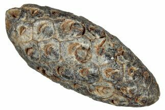 Fossil Seed Cone (Or Aggregate Fruit) - Morocco #277792