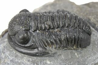 Detailed Gerastos Trilobite Fossil - Morocco #277652