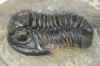 Detailed Gerastos Trilobite Fossil - Morocco #277661