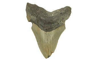 Bargain, Fossil Megalodon Tooth - Serrated Blade #272828