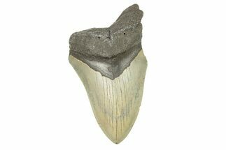 Partial, Fossil Megalodon Tooth - Serrated Blade #273046