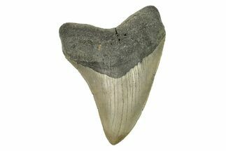 Serrated, Fossil Megalodon Tooth - North Carolina #274795