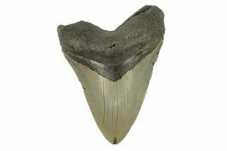 Serrated, Fossil Megalodon Tooth - North Carolina #274801