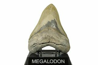 Serrated, Fossil Megalodon Tooth - Beautiful Preservation #272796