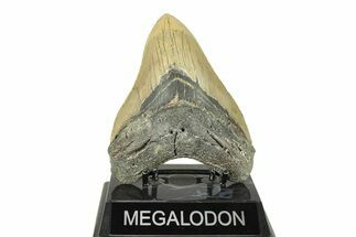 Serrated, Fossil Megalodon Tooth - North Carolina #272800