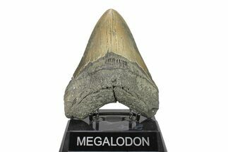 Serrated, Fossil Megalodon Tooth - North Carolina #275282