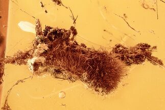 Detailed Fossil Hairy Plant Splint in Baltic Amber #278635
