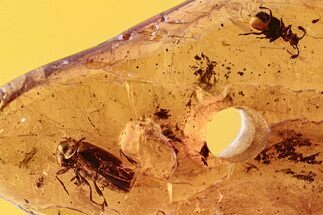 Two Fossil Beetles (Ptinidae & Pselaphinae) in Baltic Amber #278903
