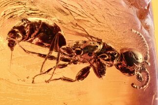 Detailed Fossil Wasp (Bethylidae) w/ Visible Stinger In Baltic Amber #278762