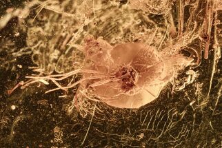 Detailed Fossil Gall Midge and Larva in Baltic Amber #278763