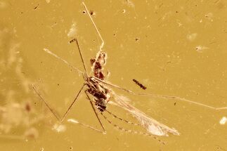 Small Fossil Gall Midge (Cecidomyiidae) In Baltic Amber #278768