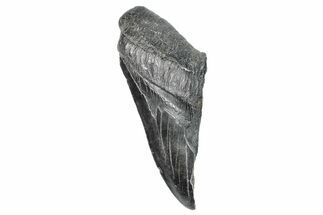 Partial Megalodon Tooth - South Carolina #272564