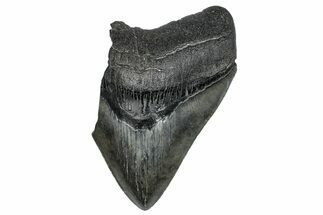 Partial Megalodon Tooth - Serrated Blade #272574