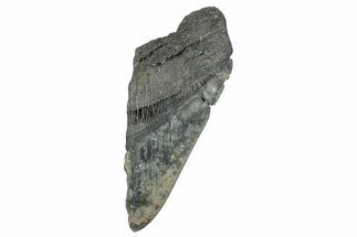 Partial Fossil Megalodon Tooth - South Carolina #272583