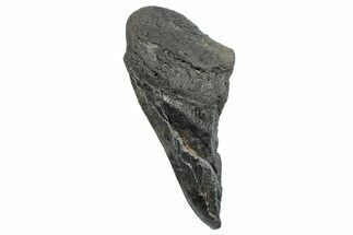 Partial Fossil Megalodon Tooth - South Carolina #272586