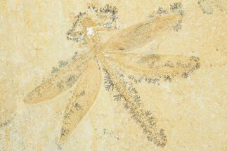 Huge, Fossil Dragonfly with Dendrites - Solnhofen Limestone #279059