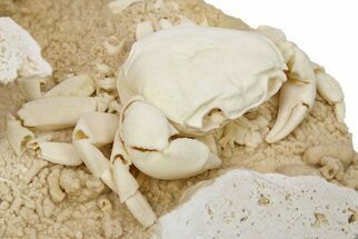 Fossil Crab (Potamon) Preserved in Travertine - Turkey #279031