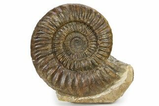 Jurassic Ammonite (Coroniceras) Fossil - Germany #279121