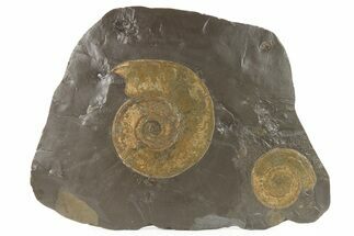 Plate of Jurassic Ammonite Fossils - Posidonia Shale, Germany #279325