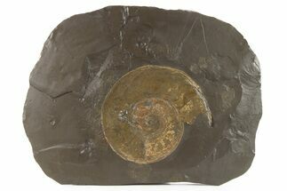 Jurassic Ammonite (Harpoceras) Fossil - Posidonia Shale, Germany #279368