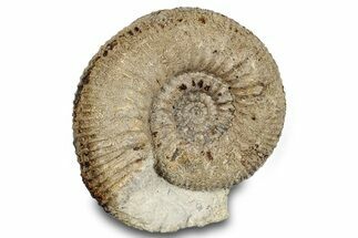 Jurassic Ammonite (Stephanoceras) Fossil - England #279158
