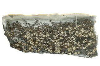 Polished Fossil Teredo (Shipworm Bored) Wood - England #279333