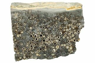 Polished Fossil Teredo (Shipworm Bored) Wood - England #279392