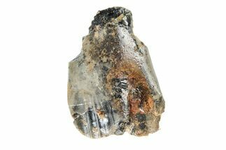 Fossil Iguanodontid Tooth - England #279417