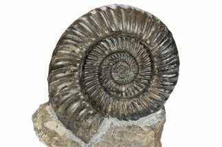 Jurassic Ammonite (Coroniceras) Fossil - Germany #279459