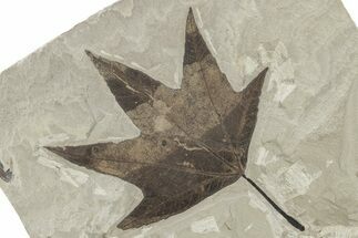 Exceptional Fossil Sycamore (Macginitiea) Leaf - Utah #279461