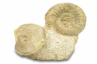Jurassic Ammonite (Parkinsonia & Hectioceras) Cluster - England #279310