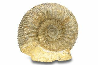 Jurassic Ammonite (Stephanoceras) Fossil - France #279311