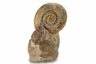 Tall, Jurassic Ammonite (Hammatoceras) Display - France #279352