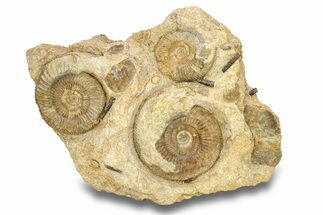 Jurassic Ammonite and Belemnite Cluster - England #279471