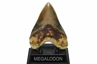 Serrated, Colorful, Fossil Megalodon Tooth - Indonesia #279217