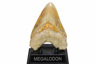 Serrated, Fossil Megalodon Tooth - Indonesia #279222