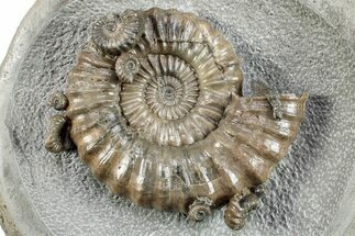 Ammonite (Androgynoceras) Fossil In Concretion - England #279469